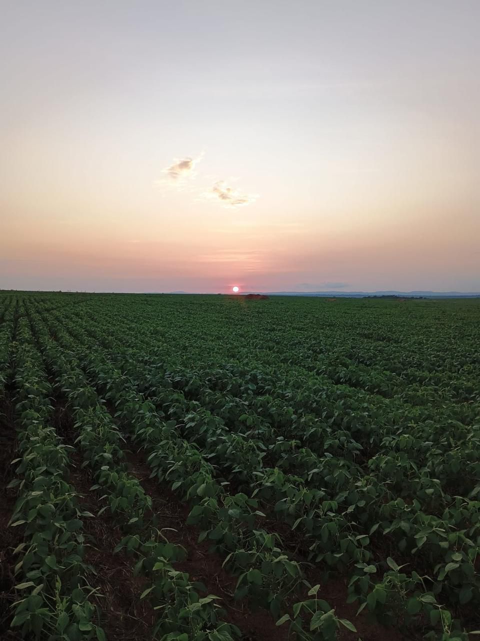 Fazenda de 2.000 hec em Lagoa do Tocantins/TO