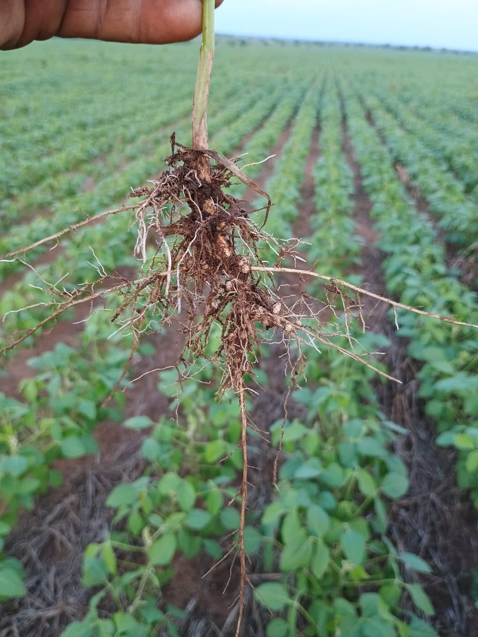 Fazenda de 2.000 hec em Lagoa do Tocantins/TO