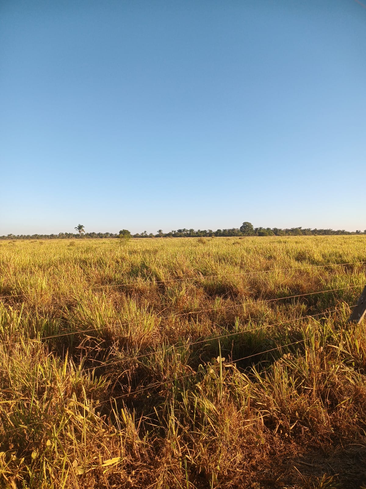 Fazenda de 1.016 hec em Santana do Araguaia/PA
