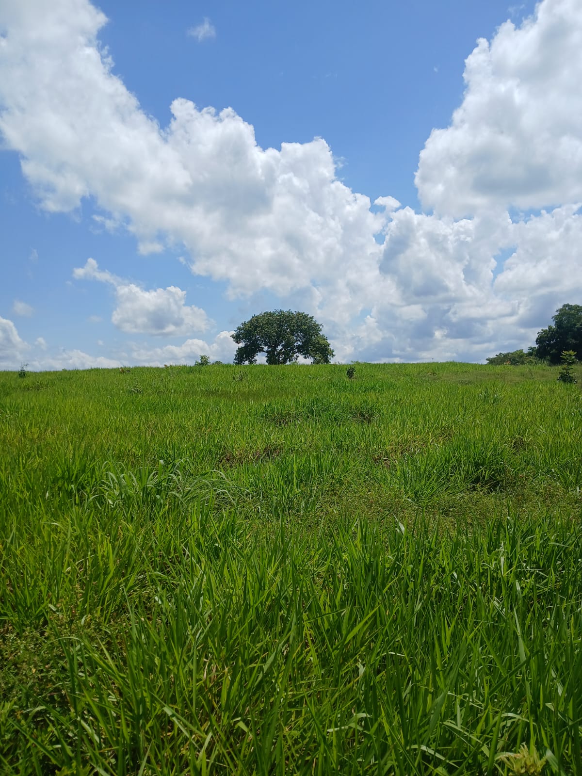 Fazenda de 1.074,48 ha em Piquizeiro/TO