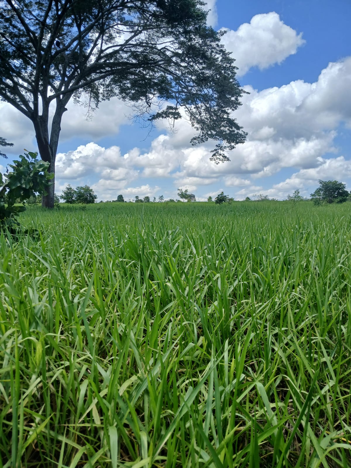 Fazenda de 1.074,48 ha em Piquizeiro/TO