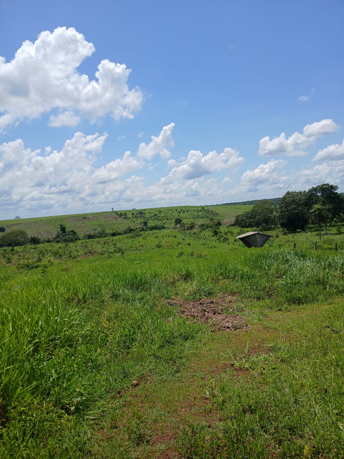 Fazenda de 1.074,48 ha em Piquizeiro/TO