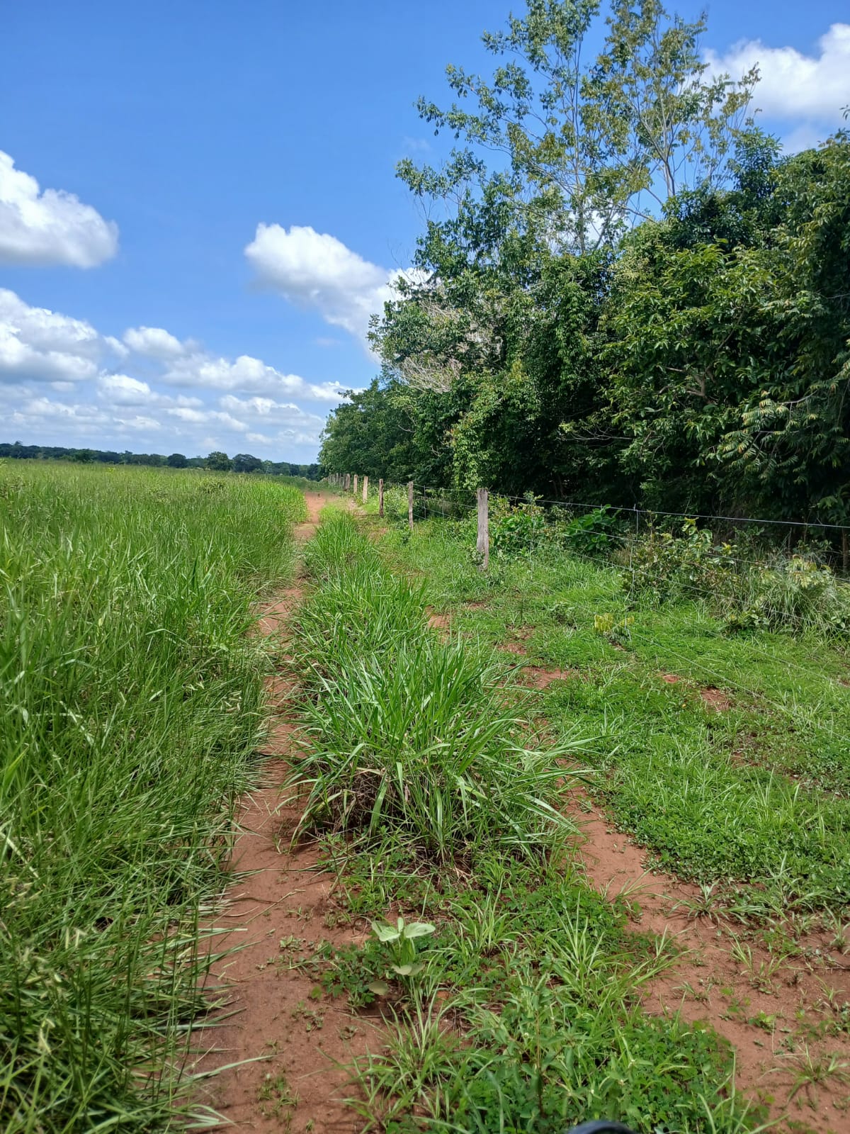 Fazenda de 1.074,48 ha em Piquizeiro/TO