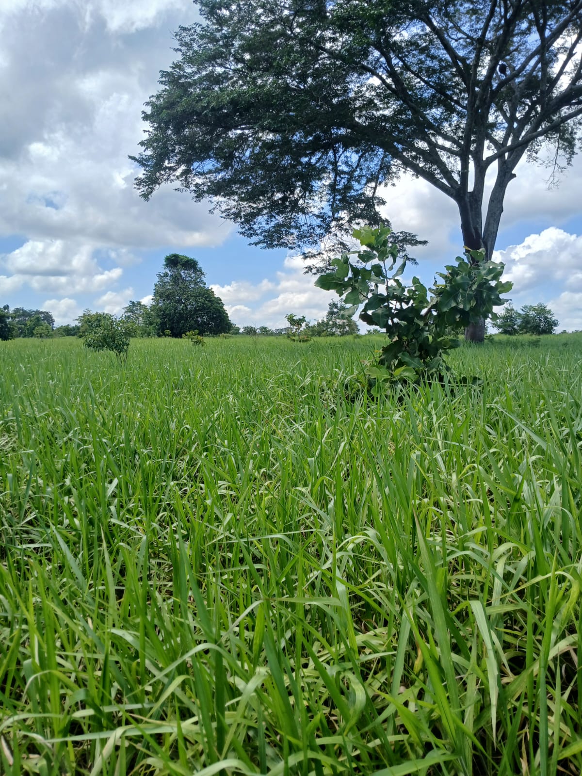 Fazenda de 1.074,48 ha em Piquizeiro/TO