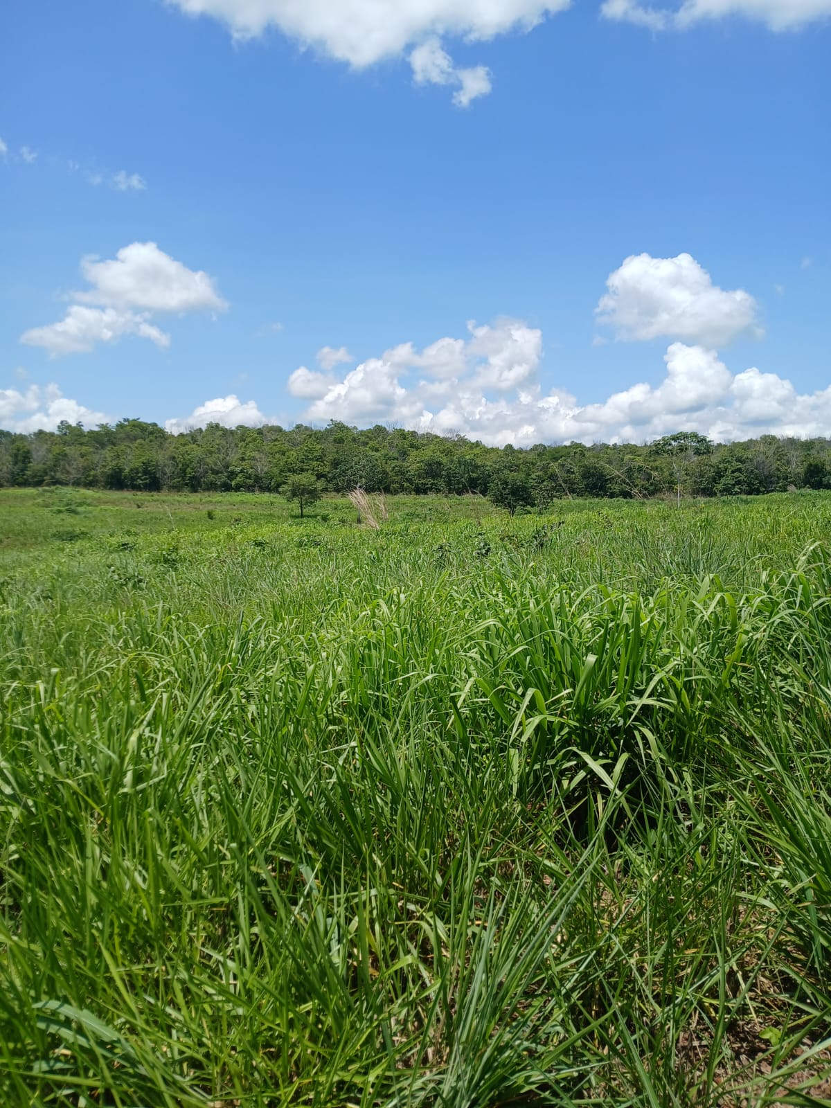 Fazenda de 1.074,48 ha em Piquizeiro/TO