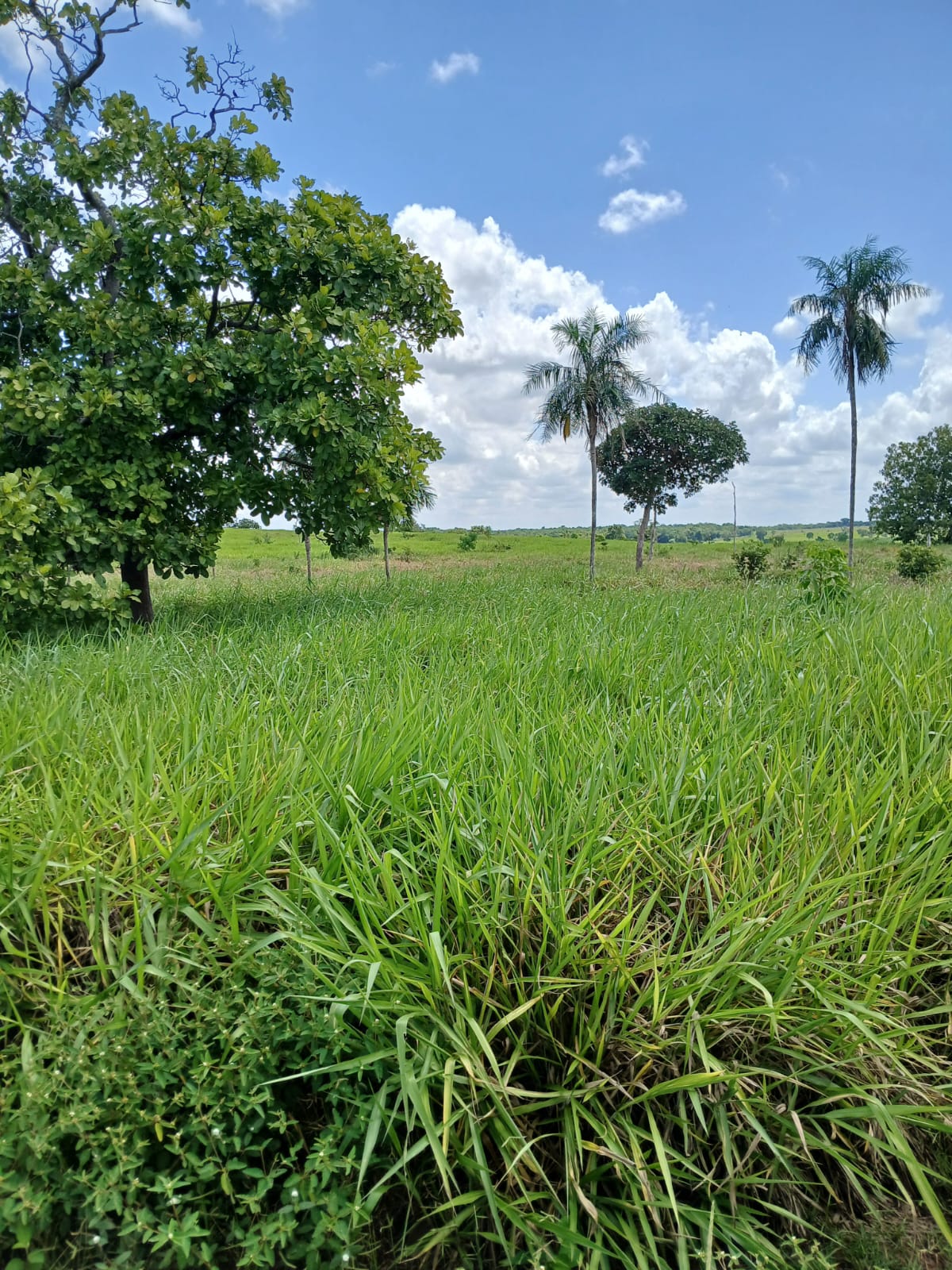 Fazenda de 1.074,48 ha em Piquizeiro/TO
