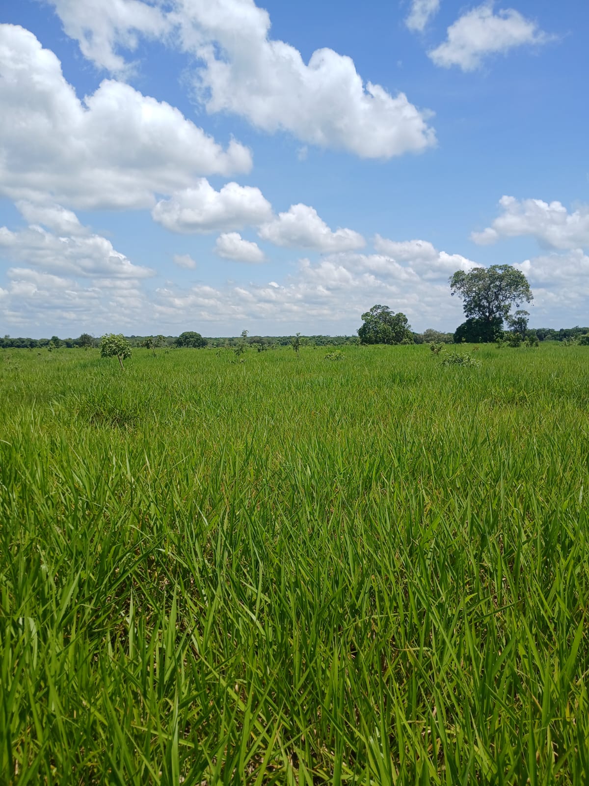 Fazenda de 1.074,48 ha em Piquizeiro/TO