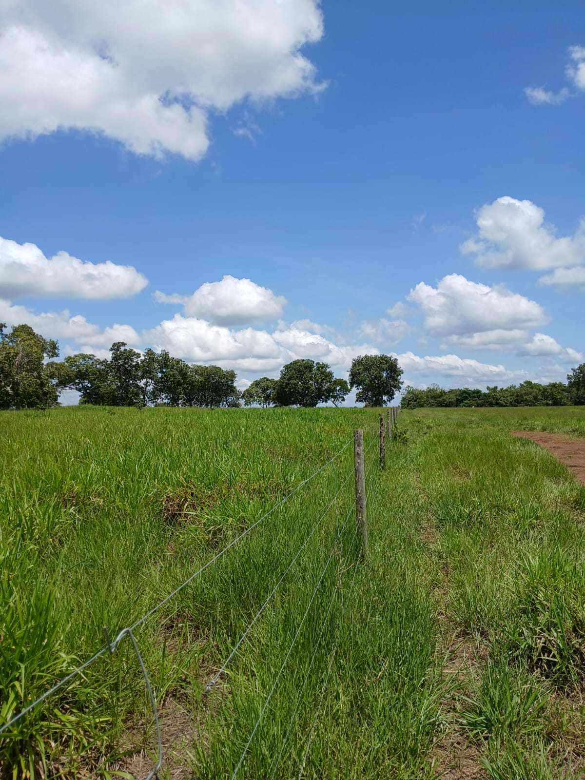 Fazenda de 1.074,48 ha em Piquizeiro/TO