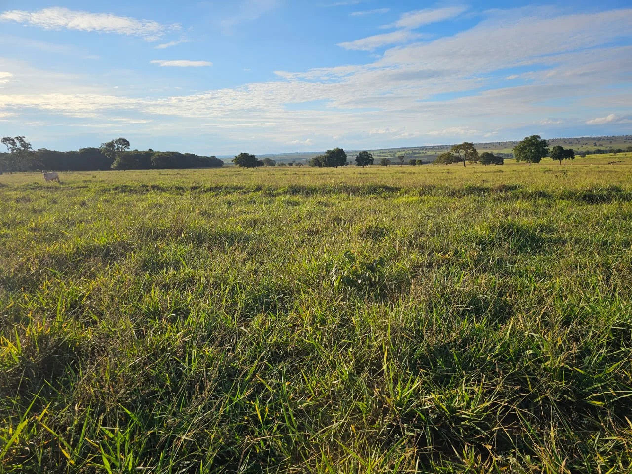 Fazenda de 250hec em Paraíso das Águas