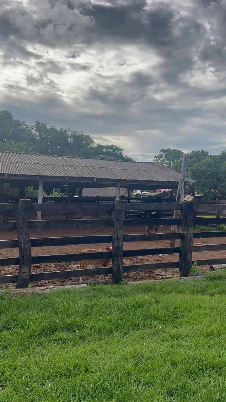 Fazenda de 1.065 hec em Santa Maria das Barreiras/PA
