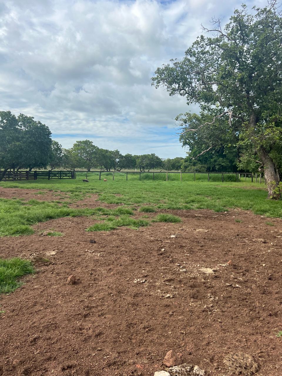 Fazenda de 1.065 hec em Santa Maria das Barreiras/PA