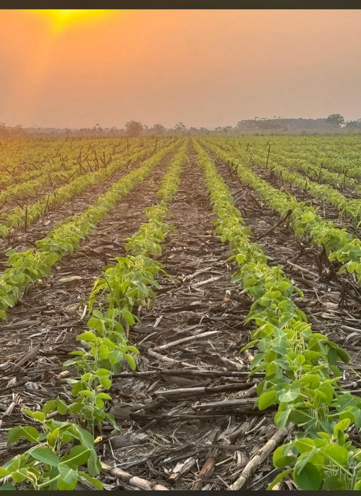 Fazenda de 1.379 hec no Tocantins