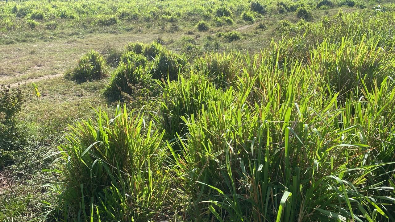 Fazenda de 305 hec no Maranhão