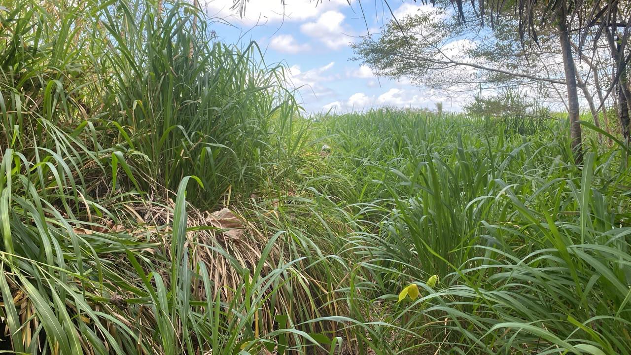 Fazenda de 305 hec no Maranhão
